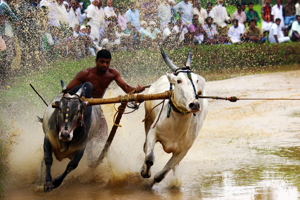 Maramadi — the traditional Kerala bull race in flooded paddy fields